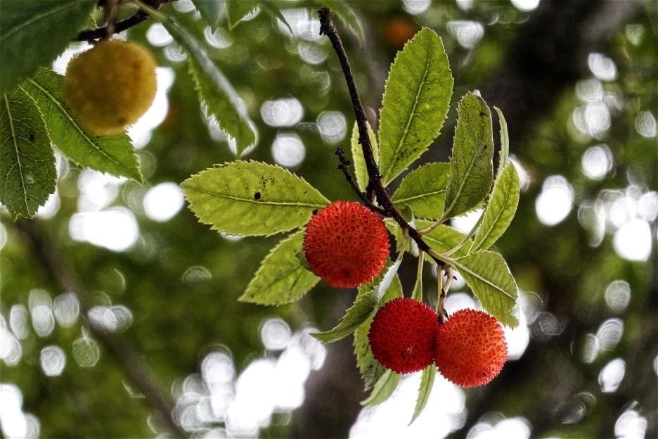 Strawberry tree fruits on a branch.