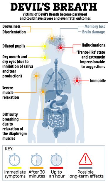 Illustration of Devil's Breath effects on the body, showing symptoms and long-term effects.