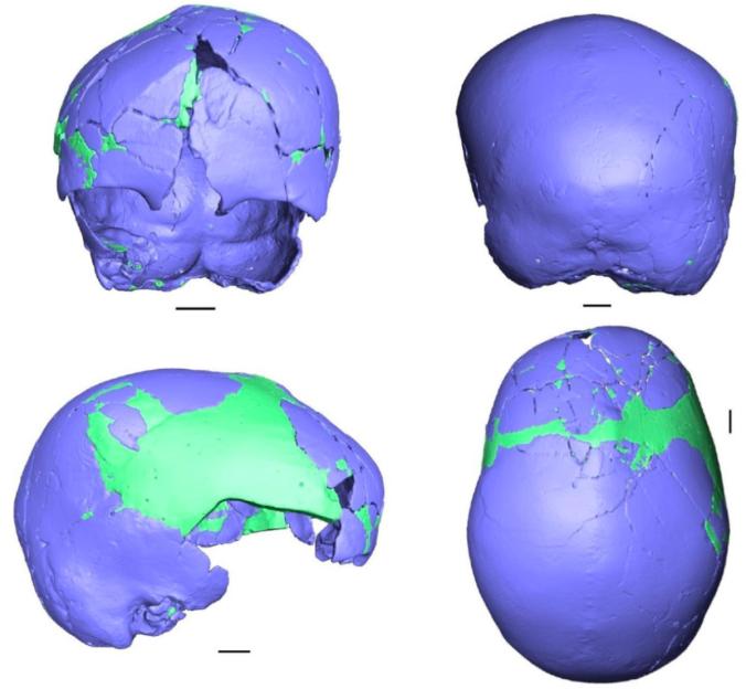 3D reconstruction of an ancient skull, possibly half human, half Neanderthal.