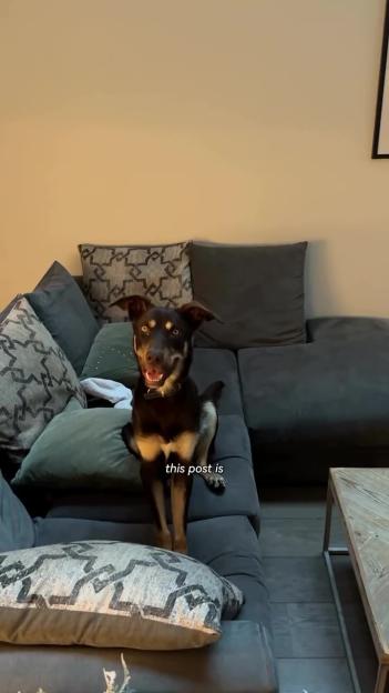 Dog sitting on a couch.