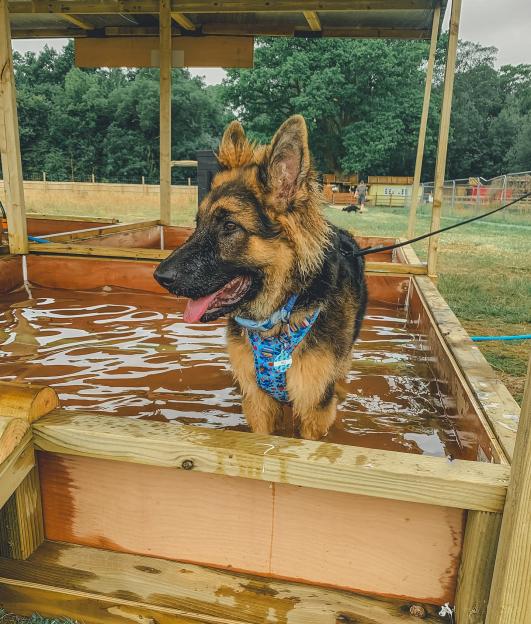 German Shepherd dog in a water pool.