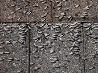 Swarming termites on a pavement.