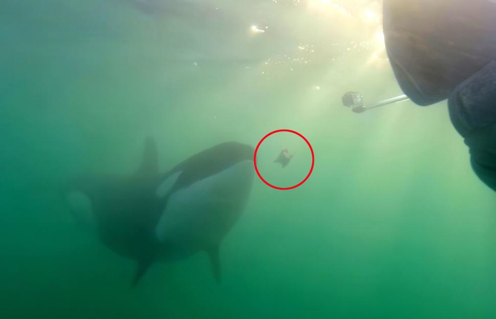 Killer whale offering prey to a human underwater.