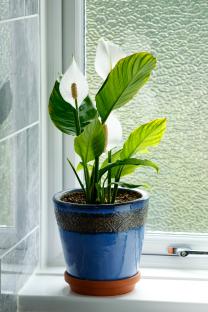 Peace lily in a blue pot on a windowsill.