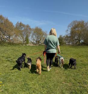 Woman walking several dogs in a grassy field.