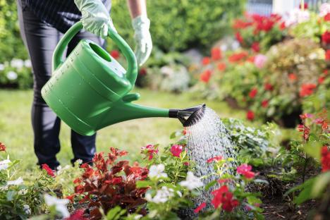 Close up of unrecognizable woman Woman watering garden with green watering can.