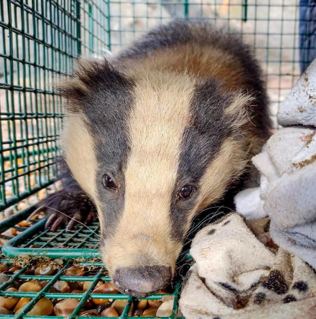 Rescued badger in a cage.