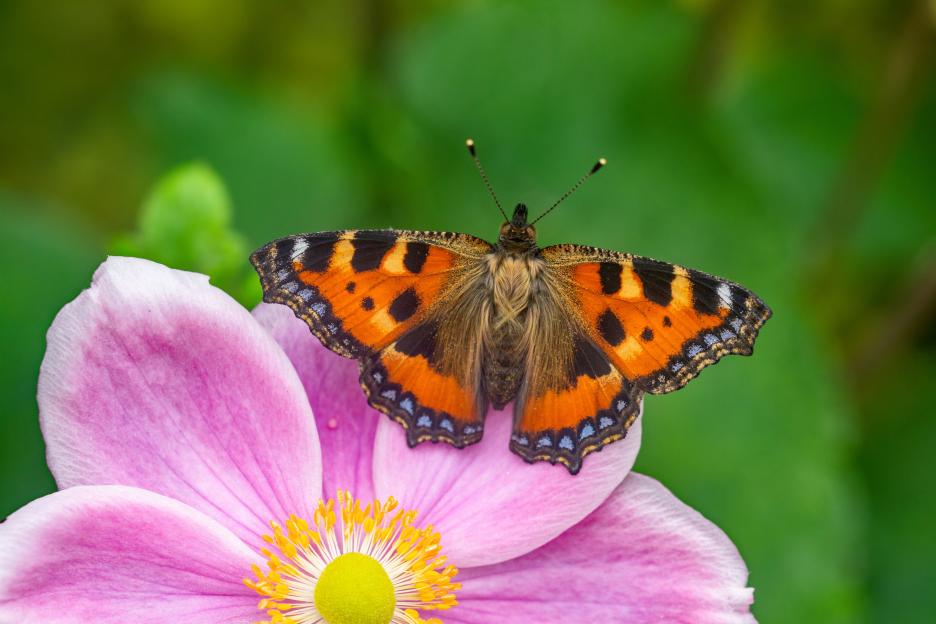 Butterfly on a pink flower.