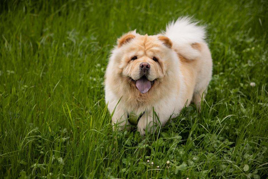 Cream-colored Chow Chow dog in the grass.