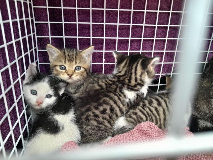 Five kittens in a cage.