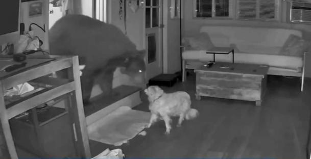 Security camera footage of a dog confronting a bear inside a home.