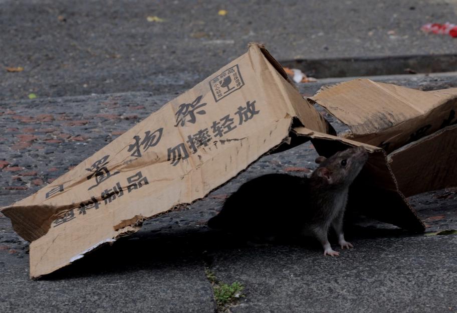 A large rat under a piece of cardboard.