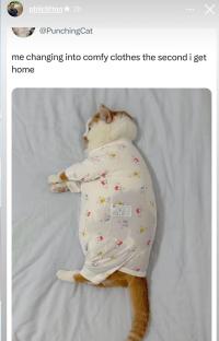 Cat wearing pajamas on a bed.