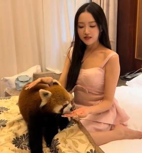 Woman feeding a red panda.