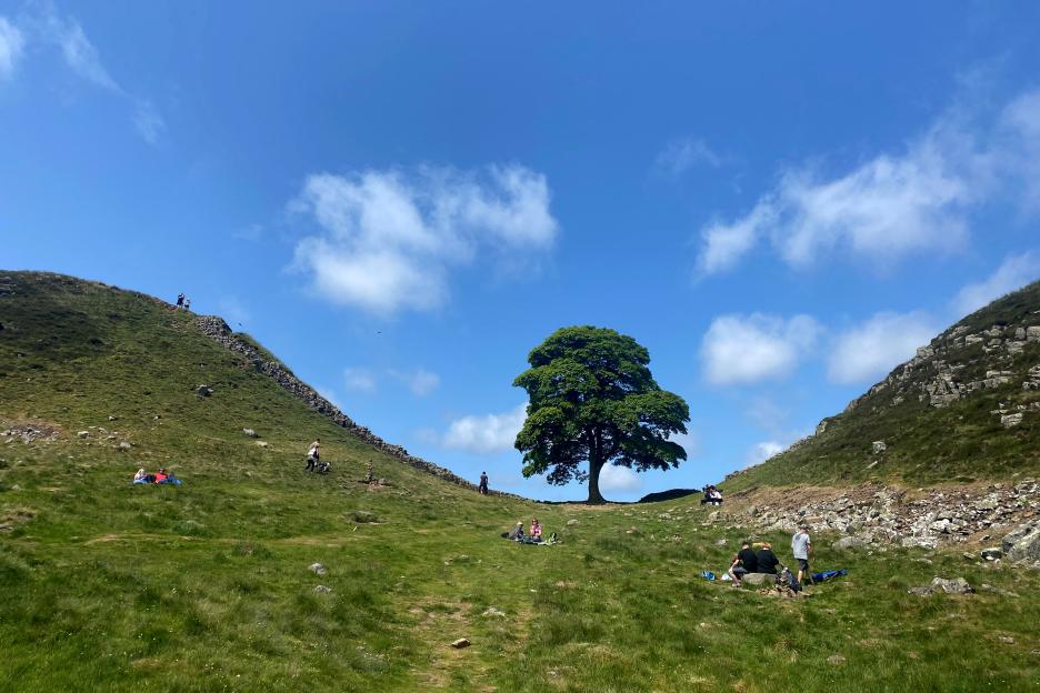 Sycamore Gap tree at Hadrian's Wall with visitors.