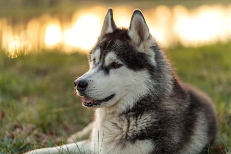 Siberian husky lying in grass.