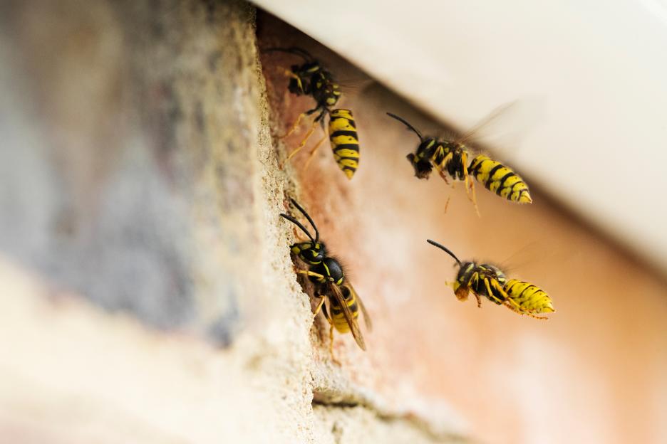 Wasps building a nest under a house roof.