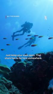 Two scuba divers search for a shark in a coral reef.