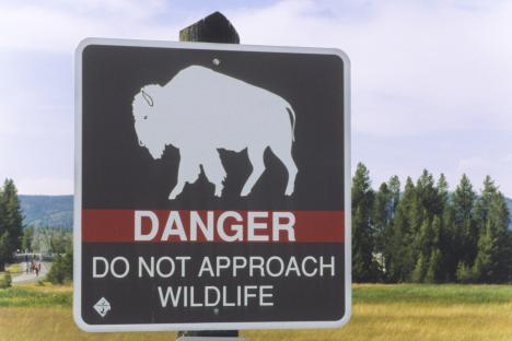 Warning sign: Danger, do not approach wildlife. Image of bison.