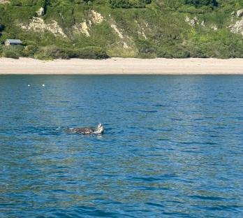 Leatherback sea turtle swimming near the shore of Branscombe, East Devon.
