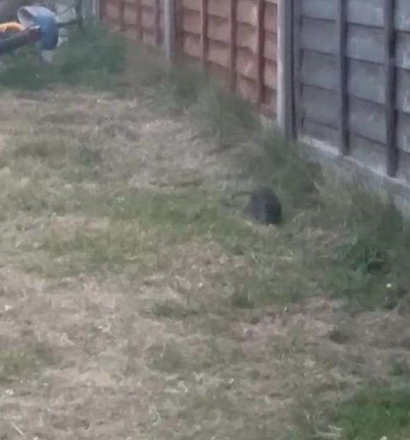 Large rat in a yard.