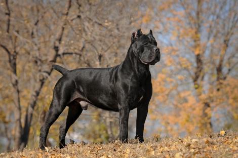 Black Cane Corso standing in autumn leaves.