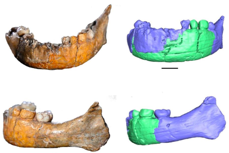 Images of an ancient jawbone, showing both the fossil and a 3D reconstruction.