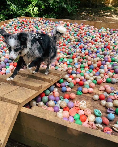 Dog in a ball pit.