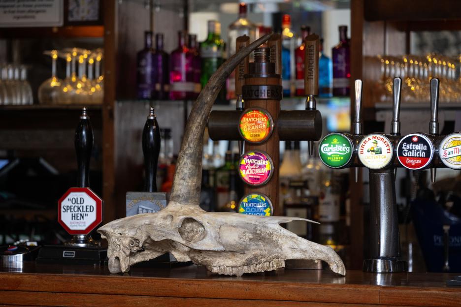 Animal skull on a pub bar.