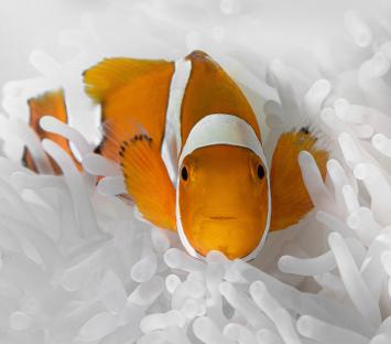 Clownfish in anemone.