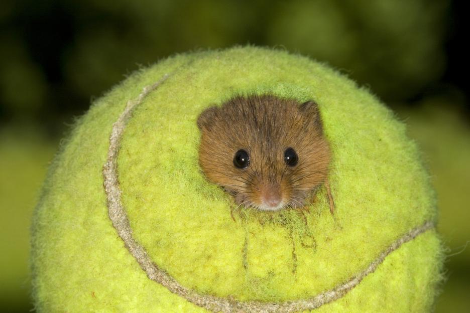 Harvest mouse peeking out of a tennis ball.