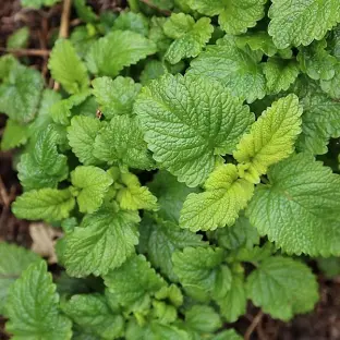 Lemon balm plant.