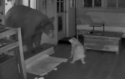 Security camera footage of a dog confronting a bear in a house.