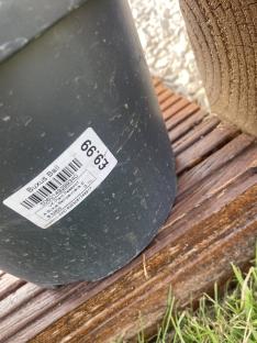 A Buxus Ball in a pot with a price tag.