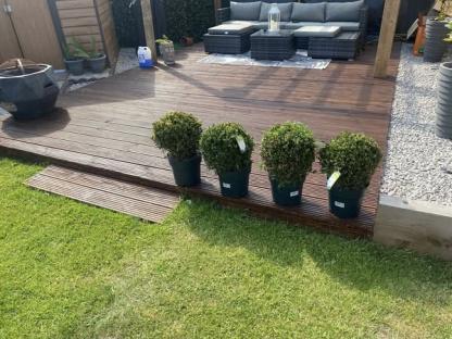 Four potted boxwood shrubs on a deck.