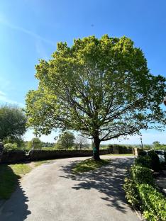Large oak tree in a village.