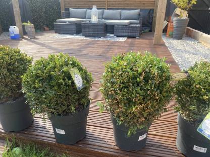 Three potted boxwood shrubs on a deck.