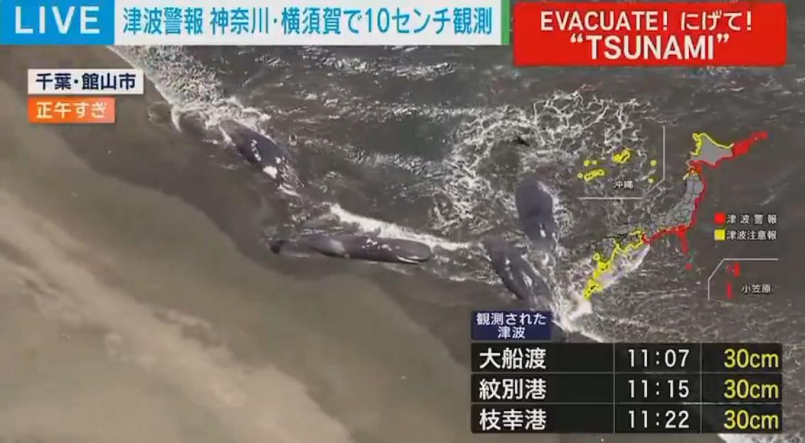 Japanese TV footage of several beached whales in Tateyama, Chiba prefecture.