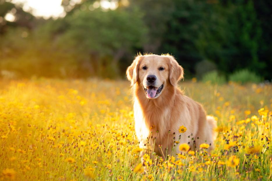 Golden retriever in a field of yellow flowers.