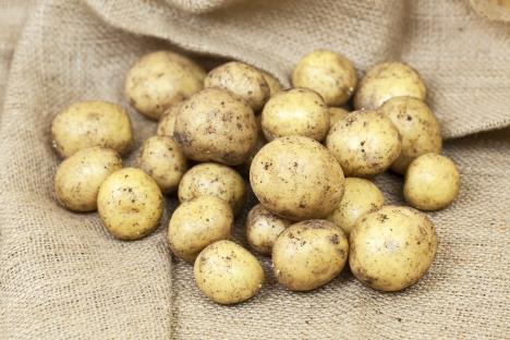 Pile of fresh potatoes on burlap.