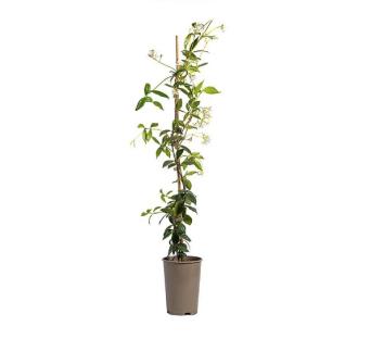Star Jasmine plant in a pot.