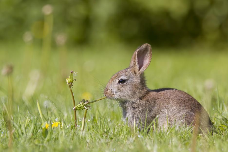 Young brown hare eating dandelion in a meadow.