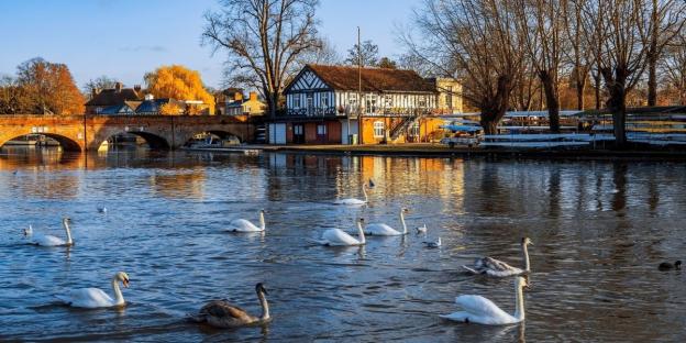 Seven swans on a river near a boathouse and bridge.
