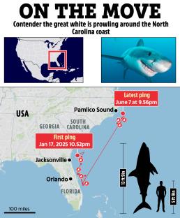 Map showing great white shark's movements from Florida to North Carolina.