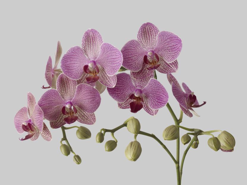 Pink orchid with buds against a gray background.