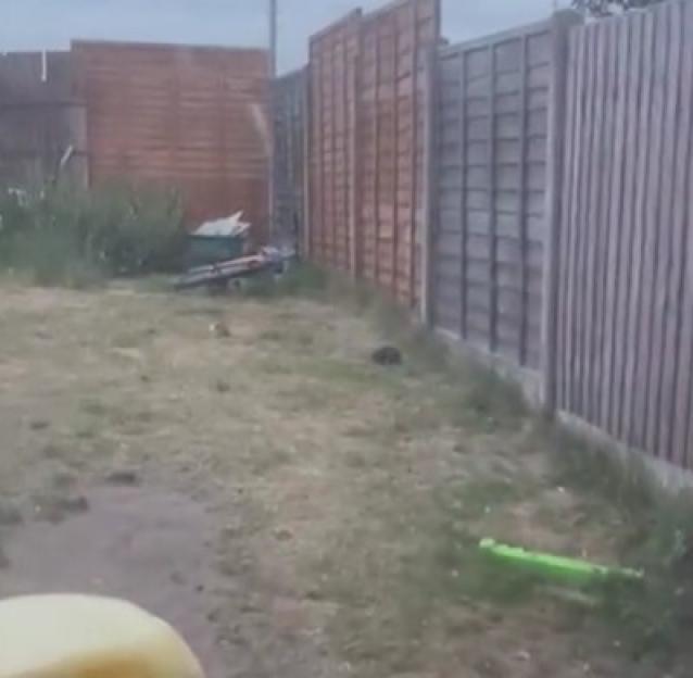 Rats in a backyard.