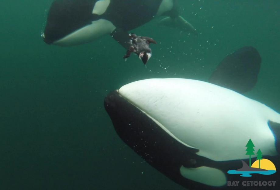 Killer whale appearing to offer a seabird to a human underwater.