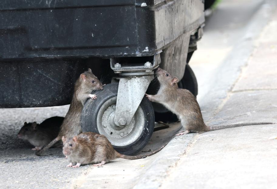 Four rats near a dumpster wheel.