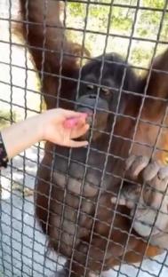 Person giving vape to orangutan through cage.