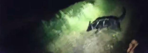 Dog at a burglary scene.